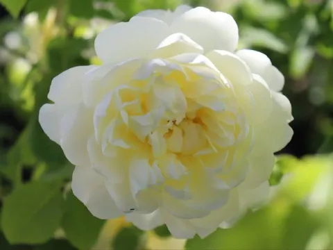 Rosa 'Imogen'