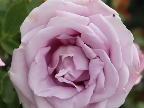 Rosa 'Indigoletta Climber'