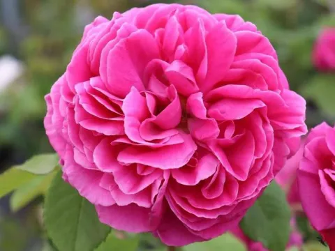 Rosa 'Mme Isaac Pereire'