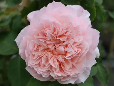 Rosa 'Rose de Tolbiac'