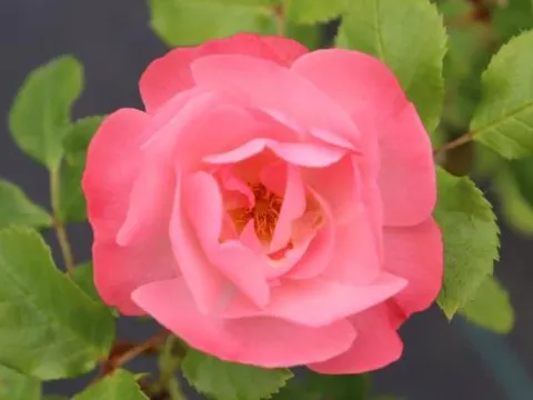 Rosa 'Jacky's Favorite'