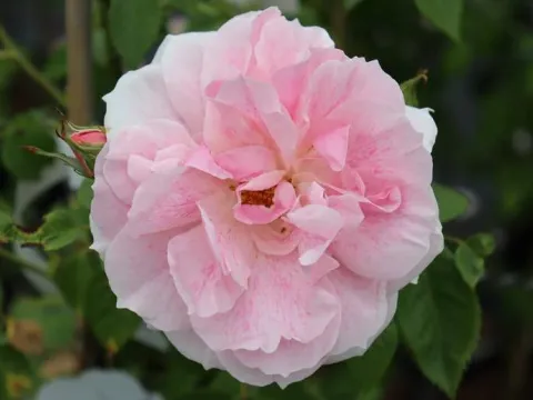 Rosa 'Kir Royal' (r)
