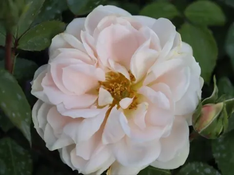 Rosa 'Lions Rose'