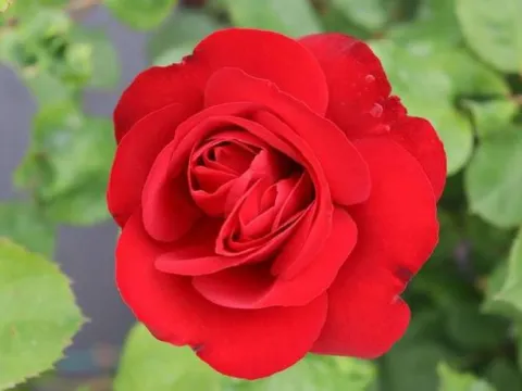 Rosa 'Lilly Marleen'