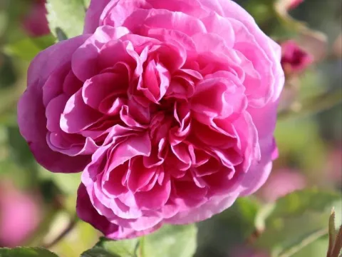 Rosa 'Louise Odier'