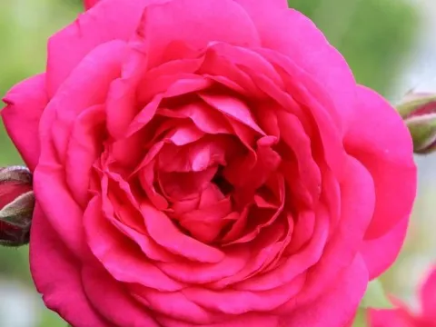 Rosa 'Laguna'