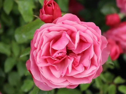 Rosa 'Leonardo da Vinci' ®
