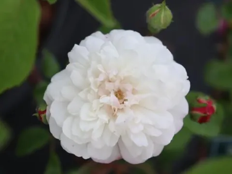Rosa 'Little White Pet'