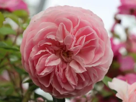 Rosa 'Larissa'