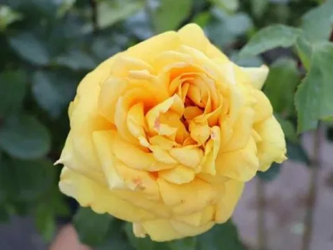 Rosa 'Marco Polo'
