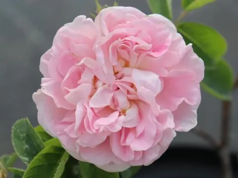 Rosa 'Great Maiden's Blush'