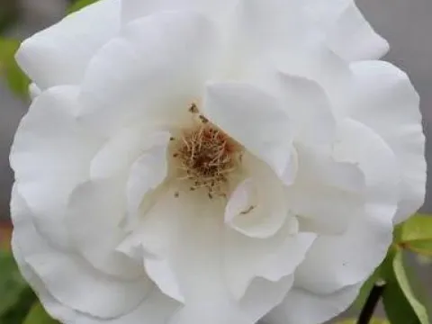 Rosa 'Maria Mathilda' (r)