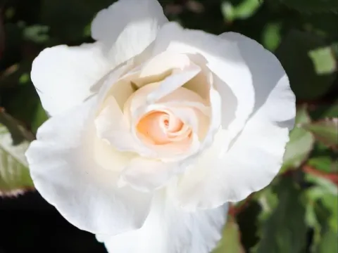 Rosa 'Margaret Merril' (r)