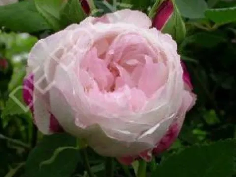 Rosa 'Mme Pierre Oger'