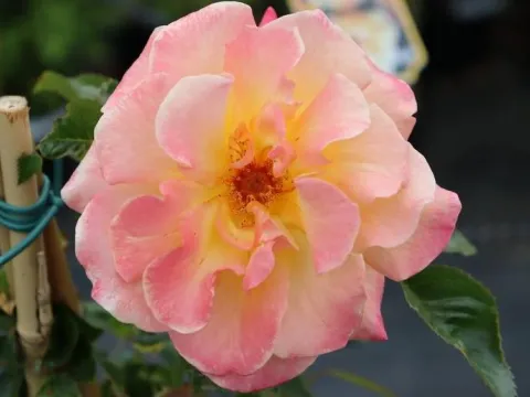 Rosa 'Moonlight' (r)
