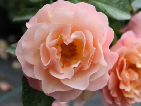 Rosa 'Marie Curie' ®