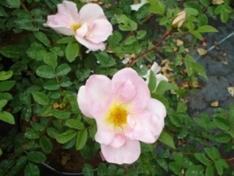 Rosa 'Nevada'