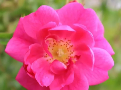 Rosa 'Neon' (r)