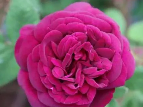 Rosa 'Nuits de Young'