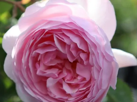 Rosa 'Olivia Rose Austin'