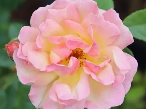 Rosa 'Phyllis Bide'