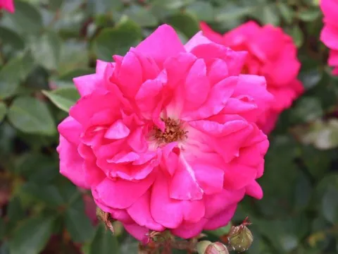 Rosa 'Pink Cloud'
