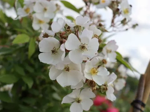 Rosa 'Pleine de Grâce' (r)