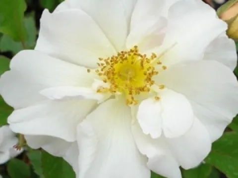 Rosa 'Penelope'