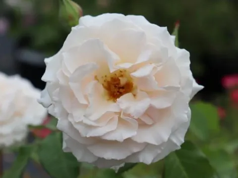 Rosa 'Poustinia' ®