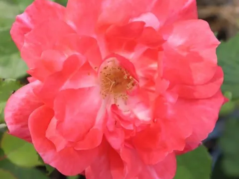 Rosa 'Pernille Poulsen'