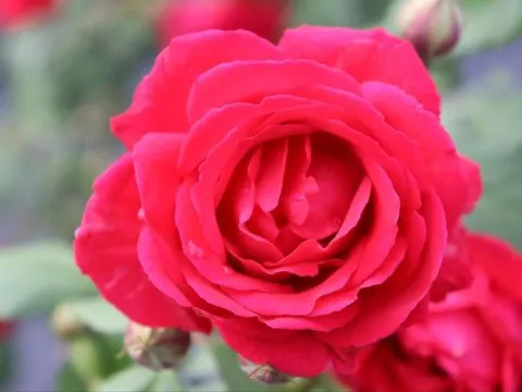 Rosa 'Paul's Scarlet Climber'