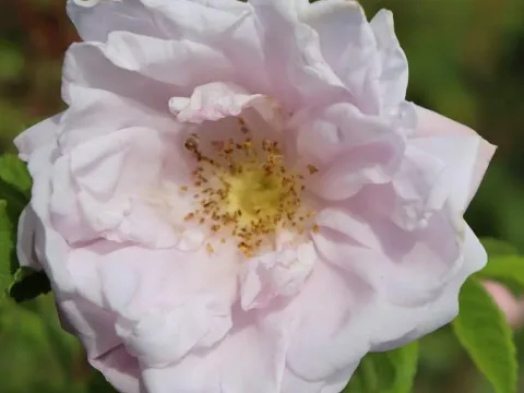 Rosa rugosa 'Snow Pavement' (R)