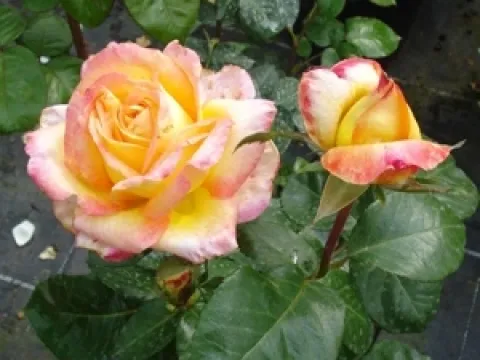 Rosa 'Pullman Orient Express'