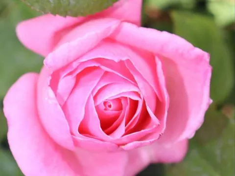 Rosa 'Queen Elisabeth'