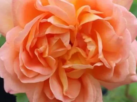 Rosa 'Lady of Shalott'