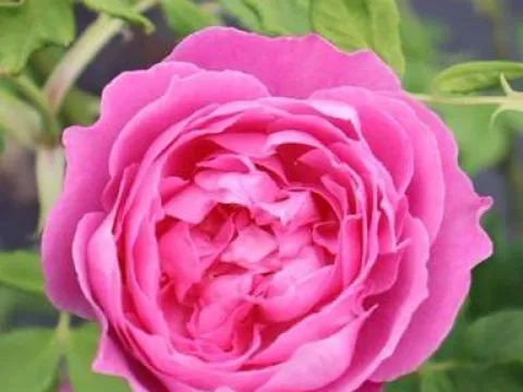 Rosa 'La Reine Victoria'