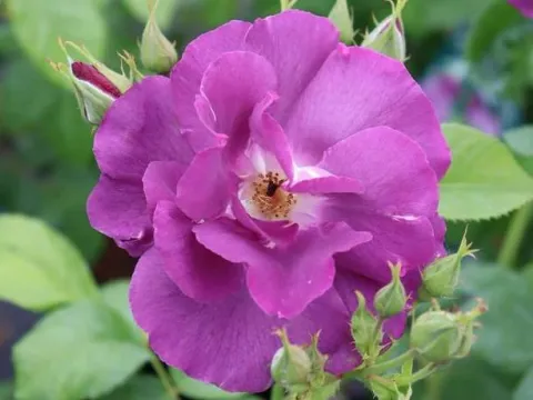 Rosa 'Rhapsody in blue' ®