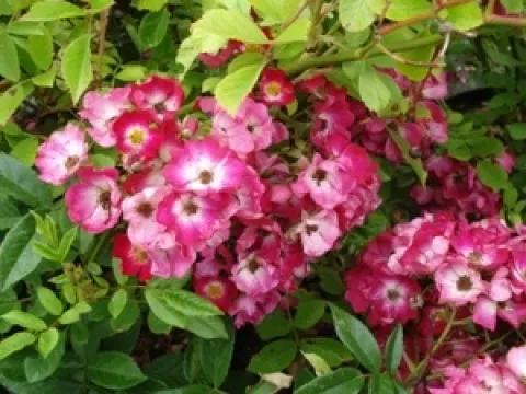 Rosa 'Red Ballerina'