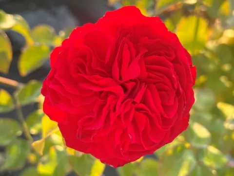 Rosa 'Red Leonardo Da Vinci'