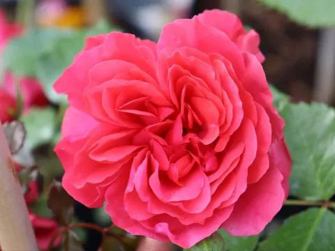 Rosa 'Rosarium Uetersen' (r)