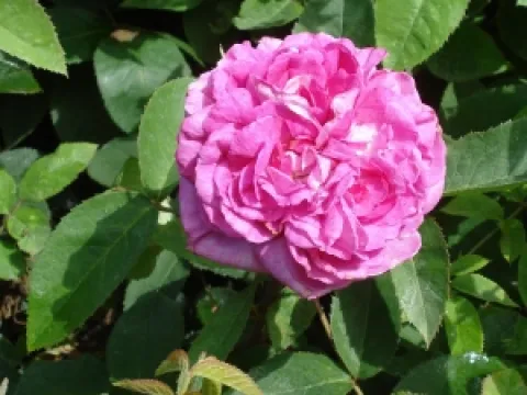 Rosa 'Reine des Violettes'