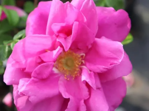 Rosa 'Roseraie de l'Hay'