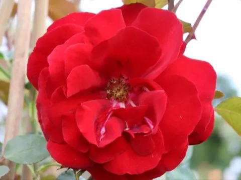 Rosa 'Santana' ®