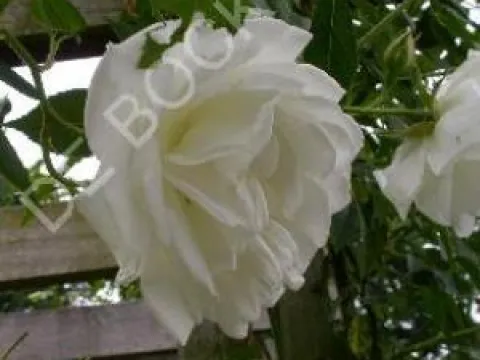 Rosa 'Schneewittchen Climber' ®