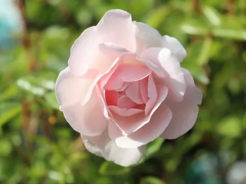 Rosa 'Sea Foam'