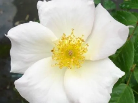 Rosa 'Sally Holmes'