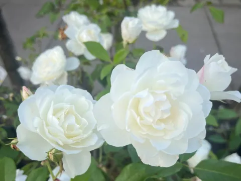 Rosa 'Schneewittchen' ®