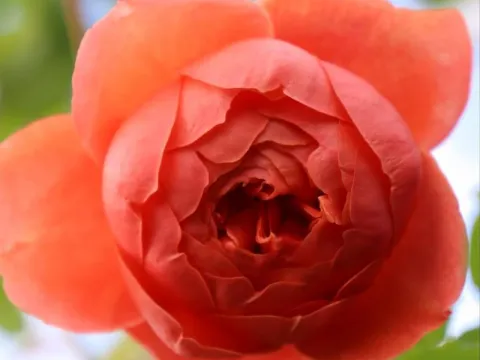 Rosa 'Summer Song' ®