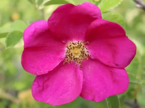 Rosa 'Short Track'