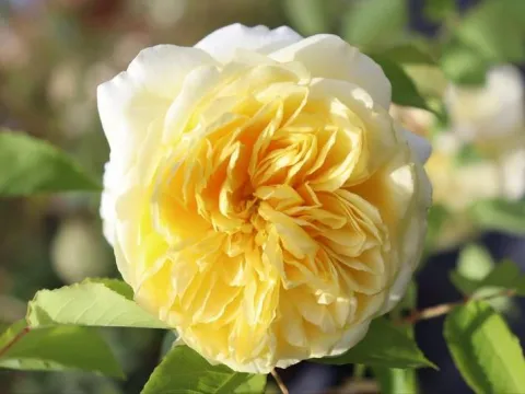 Rosa 'The Pilgrim'